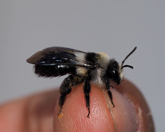 Andrena cineraria
