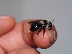 Andrena cineraria