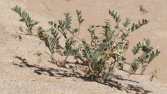 Astragalus sabulonum