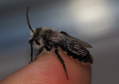 Andrena cineraria
