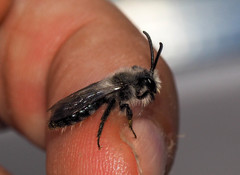 Andrena cineraria