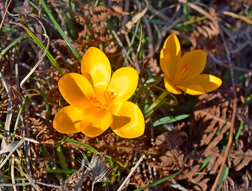 Crocus chrysanthus