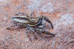 Pseudicius encarpatus