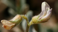 Astragalus sabulonum