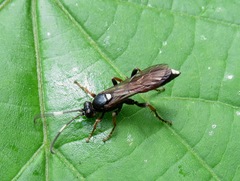 Ichneumon stramentarius