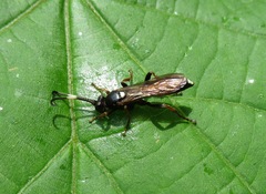 Ichneumon stramentarius