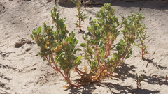 Atriplex elegans fasciculata