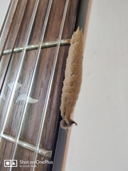 Mimatini
