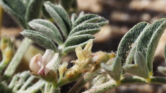 Astragalus sabulonum
