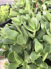 Crassula planifolia