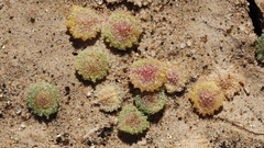 Atriplex elegans fasciculata