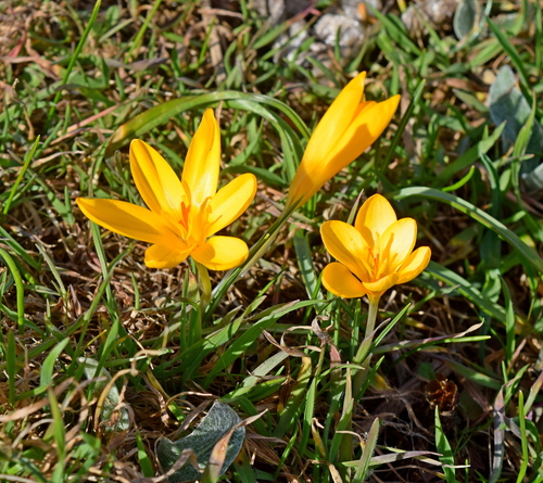 Crocus chrysanthus