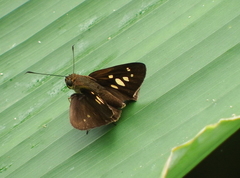 Calpodes triangularis