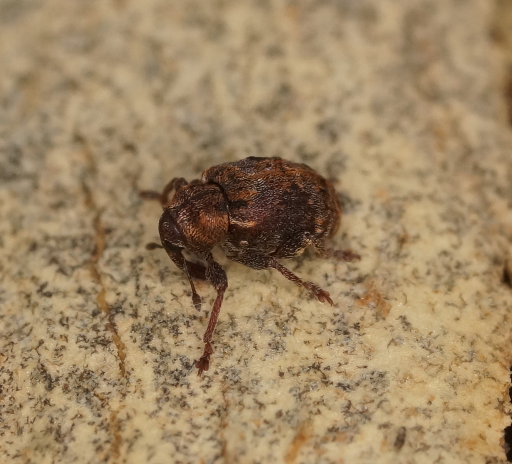 Gerynassa picticornis