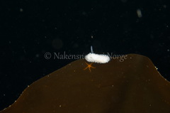 Onchidoris muricata