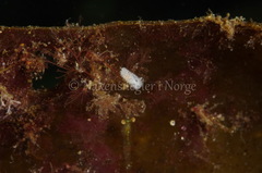 Onchidoris muricata