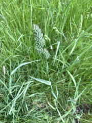 Dactylis