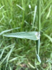 Dactylis