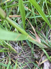 Dactylis