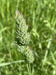 Dactylis