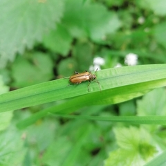 Cortodera humeralis