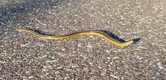 Ophisaurus ventralis