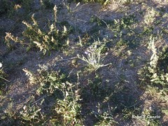 Centaurea graminifolia