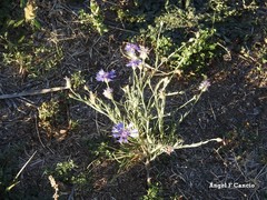 Centaurea graminifolia