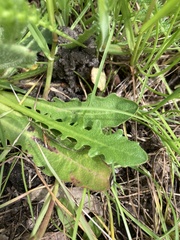 Hypochaeridinae