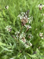 Plantago