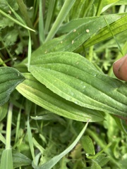 Plantago