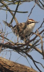 Pomatostomus ruficeps