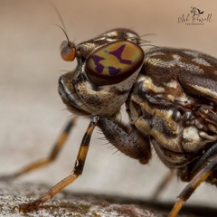 Cairnsimyia