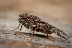 Cairnsimyia