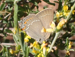 Satyrium ilicis