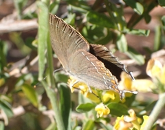 Satyrium ilicis