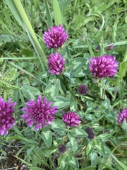 Trifolium pratense