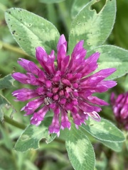 Trifolium pratense