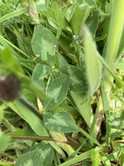 Trifolium pratense