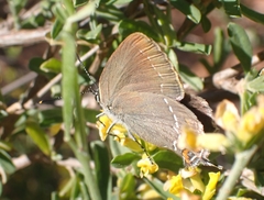 Satyrium ilicis
