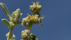 Atriplex canescens laciniata