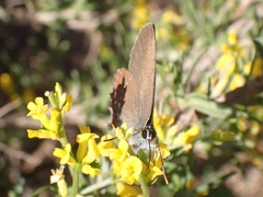 Satyrium ilicis