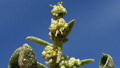 Atriplex canescens laciniata