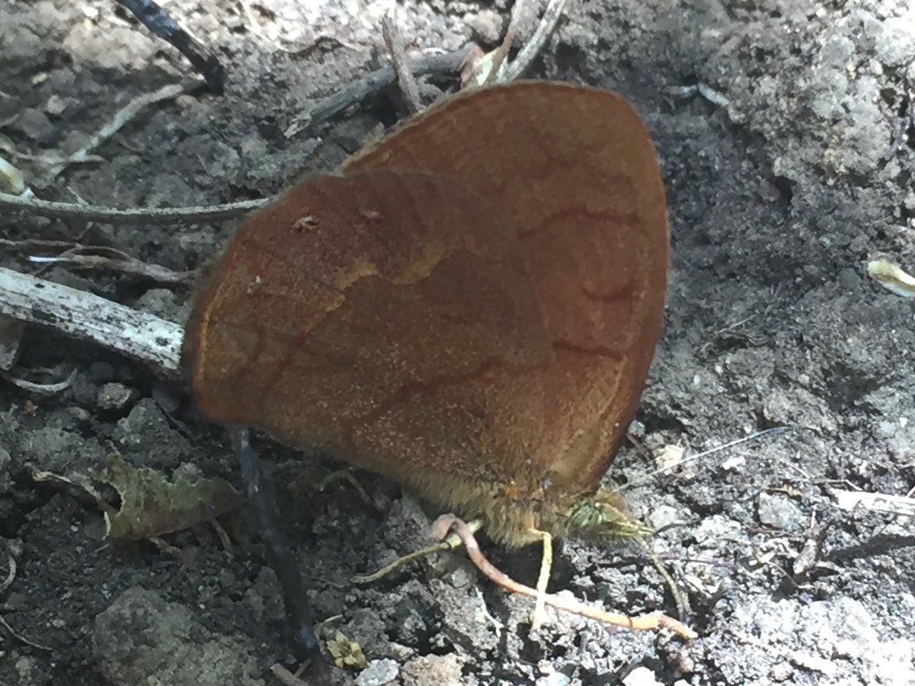 Cyllopsis schausi
