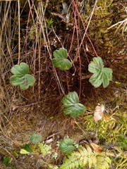 Geranium santanderiense