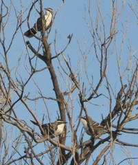 Pomatostomus ruficeps