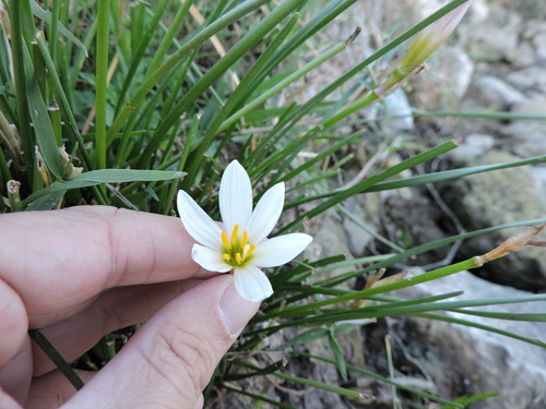 Zephyranthes candida