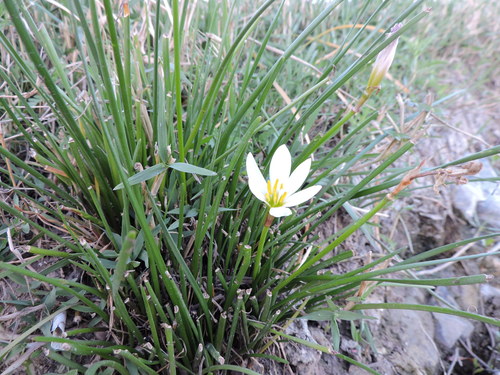 Zephyranthes candida