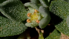 Atriplex elegans