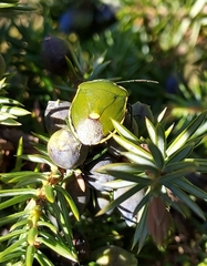 Chlorochroa juniperina